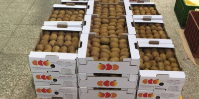 Vând kiwi premium Hayward din Iran. Import de kiwi