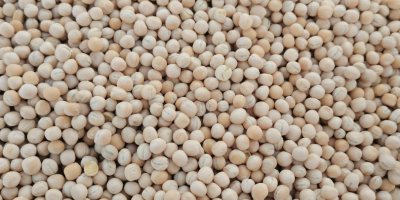 Cleaned peas Astronaute variety. Hay from Qualifikat available 10