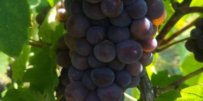 Grapes from the noble vine for sale. The best