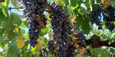 Rote Trauben Merlot und Montepulciano, Castelli Romani doc. Liegt