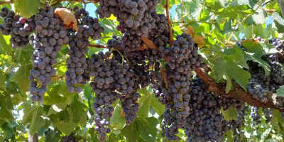 Rote Trauben Merlot und Montepulciano, Castelli Romani doc. Liegt