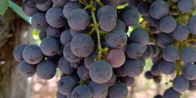 Rote Trauben Merlot und Montepulciano, Castelli Romani doc. Liegt