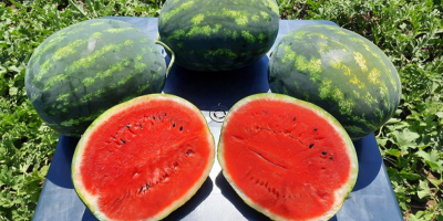 We sell over 100 tons of watermelon / cantaloupe.