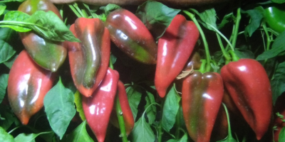 I am selling red pepper. Harvesting daily starting from