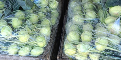 Kohlrabi für den Frischmarkt mit einem schönen Blatt