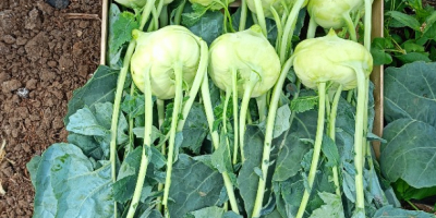 Frischer Marktkohlrabi mit schönem Blatt