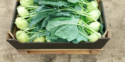 Kohlrabi für den Frischmarkt mit einem schönen Blatt