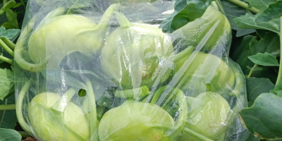 Frischer Marktkohlrabi mit schönem Blatt