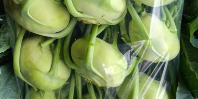 Kohlrabi für den Frischmarkt mit einem schönen Blatt