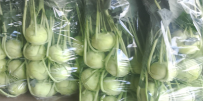 Kohlrabi für den Frischmarkt mit einem schönen Blatt