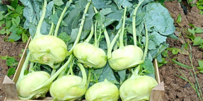 Fresh market kohlrabi with a nice leaf