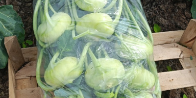 Frischer Marktkohlrabi mit schönem Blatt