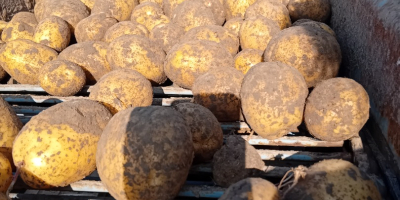 Ich verkaufe Lili- und Wineta-Kartoffeln, verpackt in 15-kg-Säcken