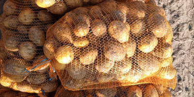 I will sell lili and wineta potatoes packed in