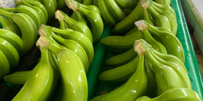 Cavendish-Banane Verpackung: 18 kg pro Kiste Herkunft: Dominikanische Republik