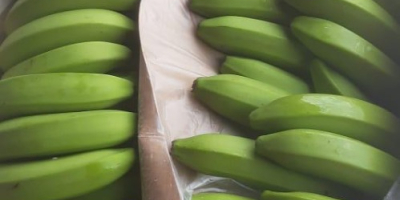 Cavendish-Banane Verpackung: 18 kg pro Kiste Herkunft: Dominikanische Republik