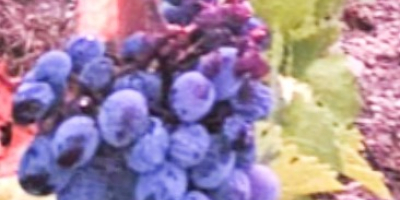 Fresh black and white grapes of very good quality,