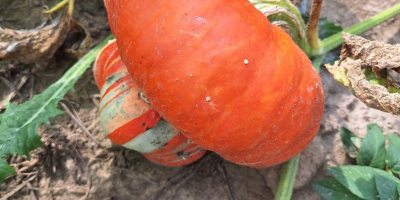 I will sell decorative pumpkins from my own farm.