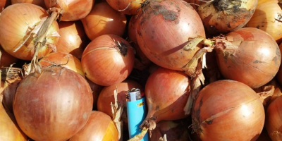 I am selling onions 10/1 caliber 40+.