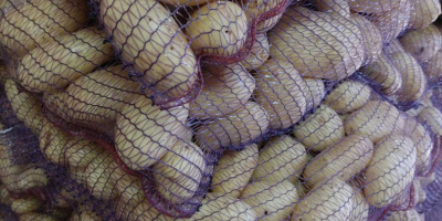 fresh potatoes bag 25 kg 1 ton price 250