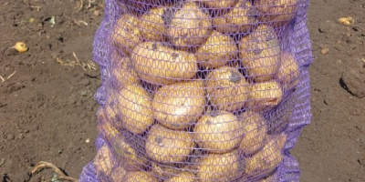 fresh potatoes bag 25 kg 1 ton price 250