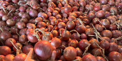 Pink BLUSH and yellow NATION onions, GLOBALGap, GRASP certificates.