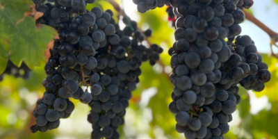 Merlot szőlő, 1,20 BGN kilogrammonként. Szeptember 7-én és 8-án