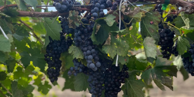 Merlot szőlő, 1,20 BGN kilogrammonként. Szeptember 7-én és 8-án