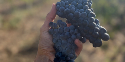 Merlot szőlő, 1,20 BGN kilogrammonként. Szeptember 7-én és 8-án