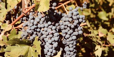 Merlot grapes, BGN 1.20 per kilogram. Available on September