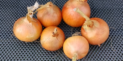 I will sell onions from seed bags according to