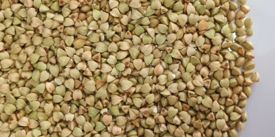 Unroasted buckwheat groats, top quality Moisture: 13.2% Contamination: 0.14%