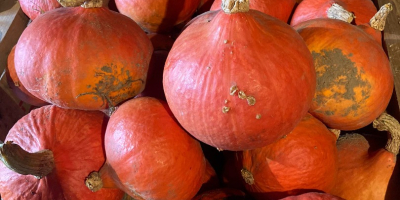 Hokkaido pumpkins for sale. Quantity about 1T. Sizes from