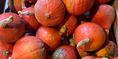 Hokkaido pumpkins for sale. Quantity about 1T. Sizes from