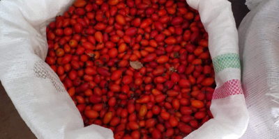 I am selling rose hips, large quantity.