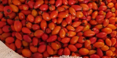 I am selling rose hips, large quantity.