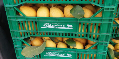 VENDITA DI LIMONI , RIFORNIMENTO AZIENDE E PRIVATI