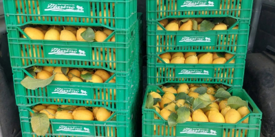 VENDITA DI LIMONI , RIFORNIMENTO AZIENDE E PRIVATI