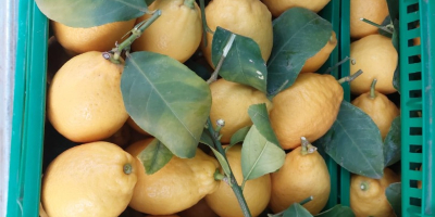 VENDITA DI LIMONI , RIFORNIMENTO AZIENDE E PRIVATI