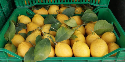 VENDITA DI LIMONI , RIFORNIMENTO AZIENDE E PRIVATI