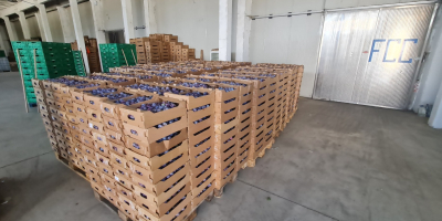 Prune tip Elena pentru țuică 0.6 euro/kg Prune pentru