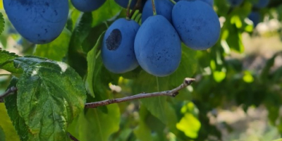 Prune tip Elena pentru țuică 0.6 euro/kg Prune pentru