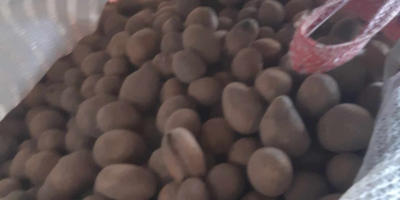 Good day, I will sell waste feed potatoes. 0.30