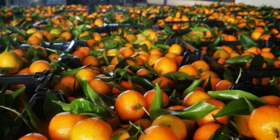 Portocale, Mandarine, Kaki in oferta Locul de origine Grecia