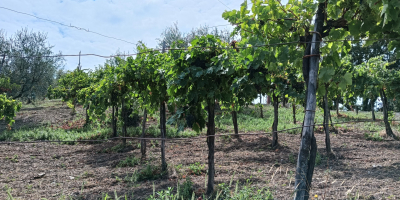 In der Ortschaft Parolise (AV) verkaufe ich rote Aglianico-Trauben