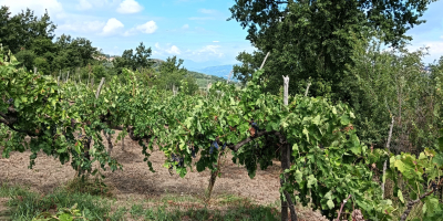 In località Parolise (AV) vendo uva tipologia Aglianico rosso