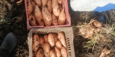 Wir haben frische Süßkartoffeln zu einem angemessenen Preis und