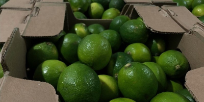 GREEN LIME for sale. Very juicy, thin skin. Country