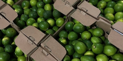 GREEN LIME for sale. Very juicy, thin skin. Country