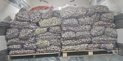 I will sell garlic 1,800 kg. Transport possible